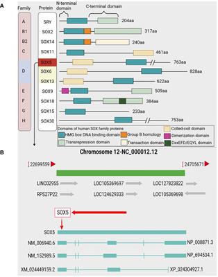 Biological functions and therapeutic potential of SRY related high mobility group box 5 in human cancer